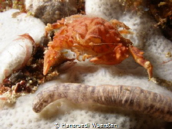 Rough Box Crab - Calappa gallus by Spotted Sea Cucumber by Hansruedi Wuersten 